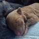 Illustration for article titled Dog Escapes From Harness At Airport, Gives Birth To 9 Adorable Puppies